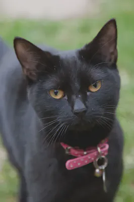 Example one: a cat
